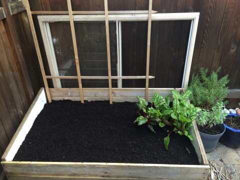 One cold frame with a broken pane (repair = future post) and some rainbow chard that survived the winter without cover. 
